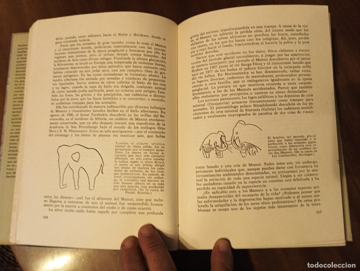 Libros de segunda mano: ANTES DEL DILUVIO .- HERBERT WENDT. - Foto 5
