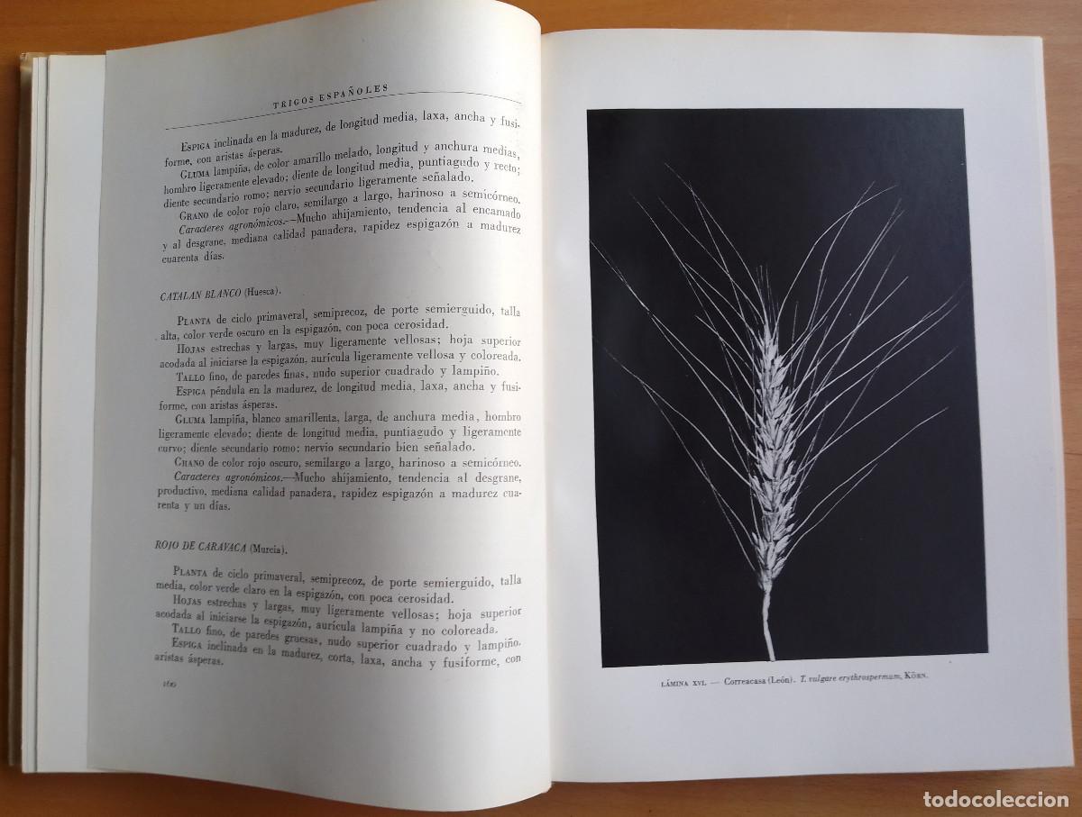 Libros de segunda mano: Trigos Espa&ntilde;oles, de Manuel Gadea - Foto 3