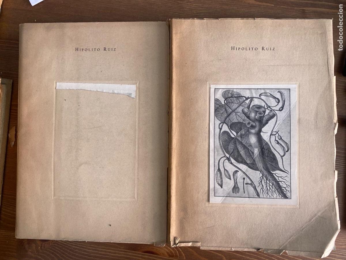 Libros de segunda mano: Relaci&oacute;n hist&oacute;rica del viaje a reinos del Per&uacute; y Chile del bot&aacute;nico don Hip&oacute;lito Ruiz en 1777