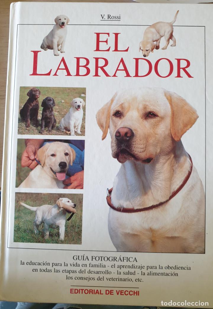 Gebrauchte B&uuml;cher: EL LABRADOR. - ROSSI, V.