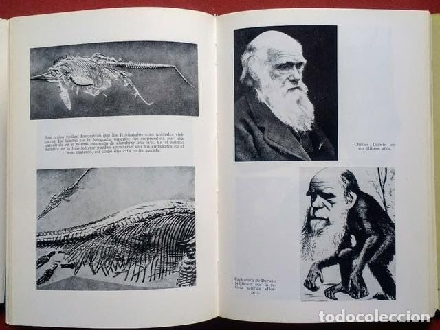 Libros de segunda mano: ANTES DEL DILUVIO - HERBERT WENDT. - Foto 4