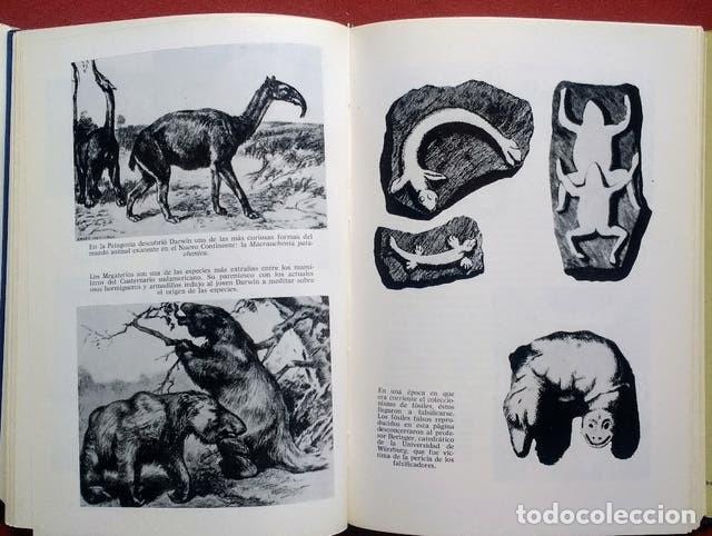 Libros de segunda mano: ANTES DEL DILUVIO - HERBERT WENDT. - Foto 5