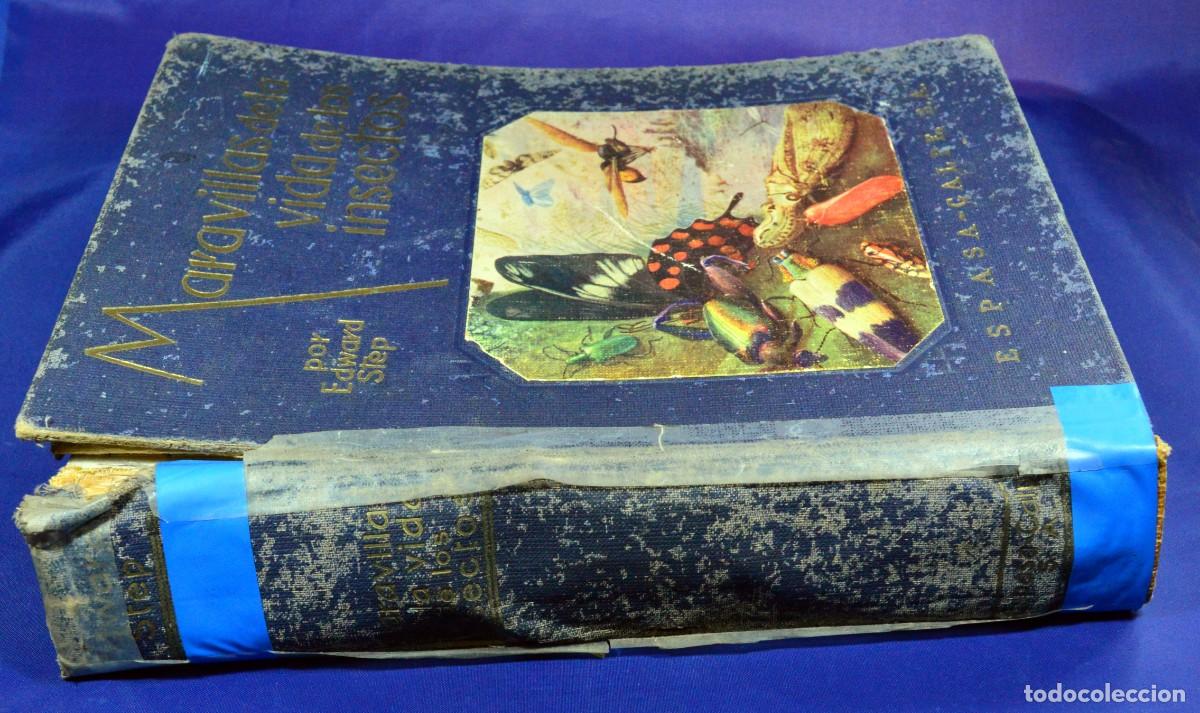 Libros de segunda mano: Maravillas de la vida de los INSECTOS - Foto 2