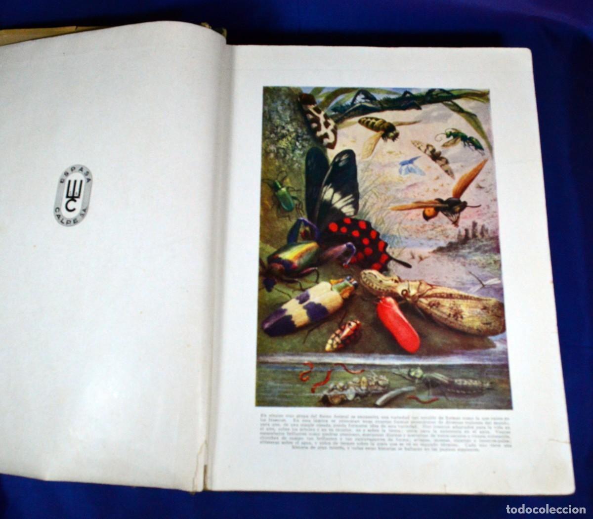 Libros de segunda mano: Maravillas de la vida de los INSECTOS - Foto 4