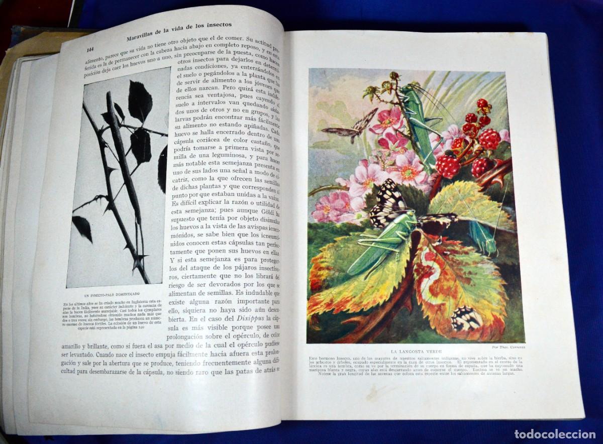 Libros de segunda mano: Maravillas de la vida de los INSECTOS - Foto 6