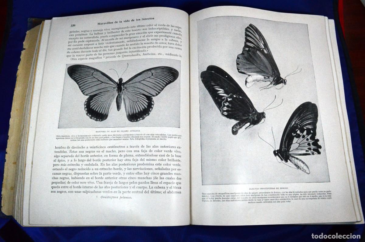 Libros de segunda mano: Maravillas de la vida de los INSECTOS - Foto 7