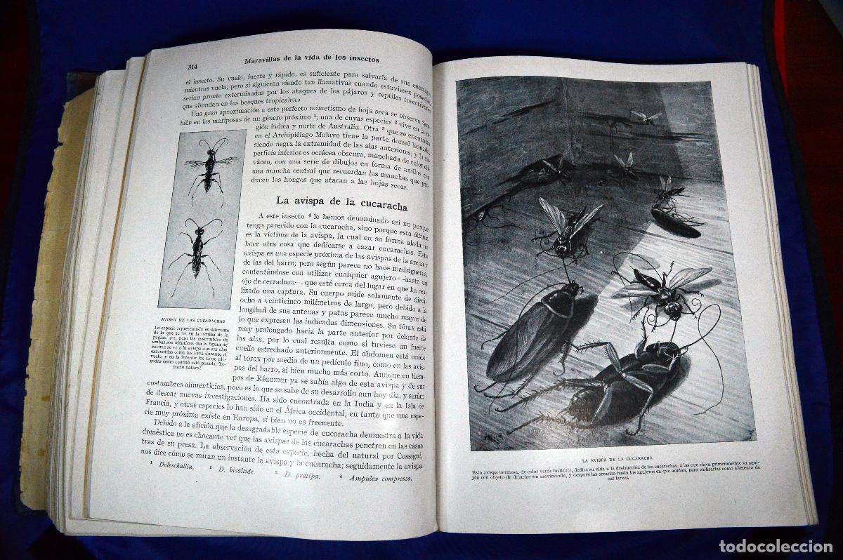 Libros de segunda mano: Maravillas de la vida de los INSECTOS - Foto 8