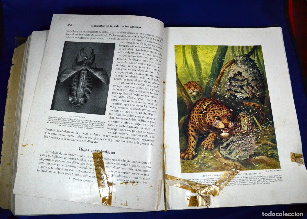 Libros de segunda mano: Maravillas de la vida de los INSECTOS - Foto 9