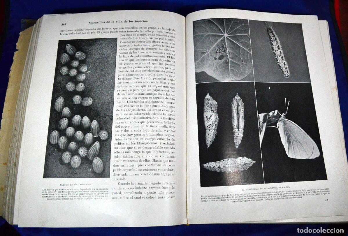 Libros de segunda mano: Maravillas de la vida de los INSECTOS - Foto 10