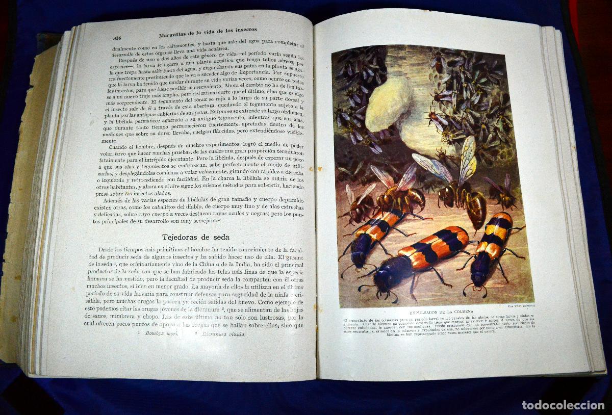 Libros de segunda mano: Maravillas de la vida de los INSECTOS - Foto 11
