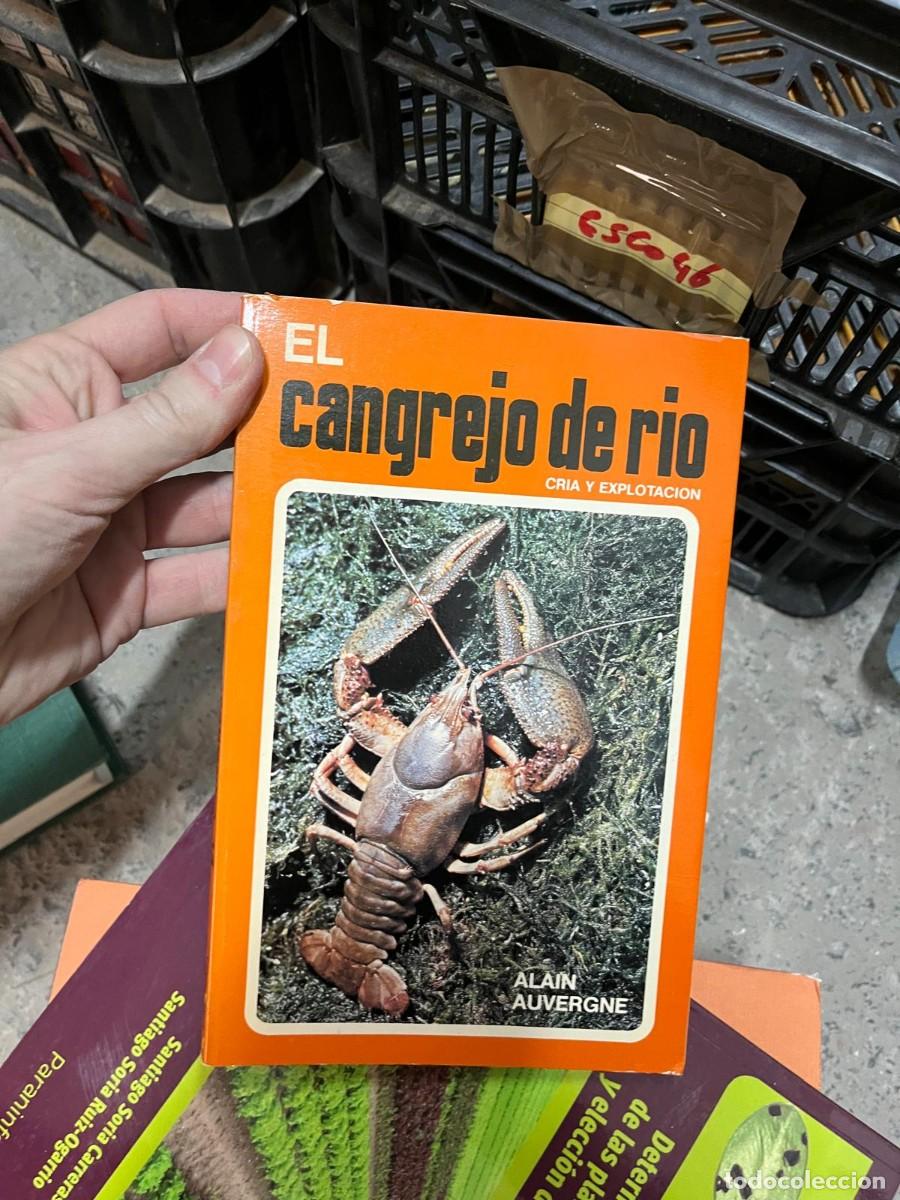 Libros de segunda mano: ESCO46 EL CANGREJO DE RIO, CRIA Y EXPLOTACION, ALAIN AUVERGNE