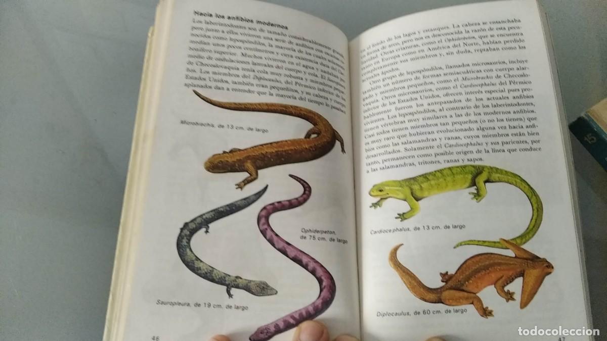 Libros de segunda mano: LIBRO ANTIGUO ANIMALES PREHISTORICOS - Foto 4