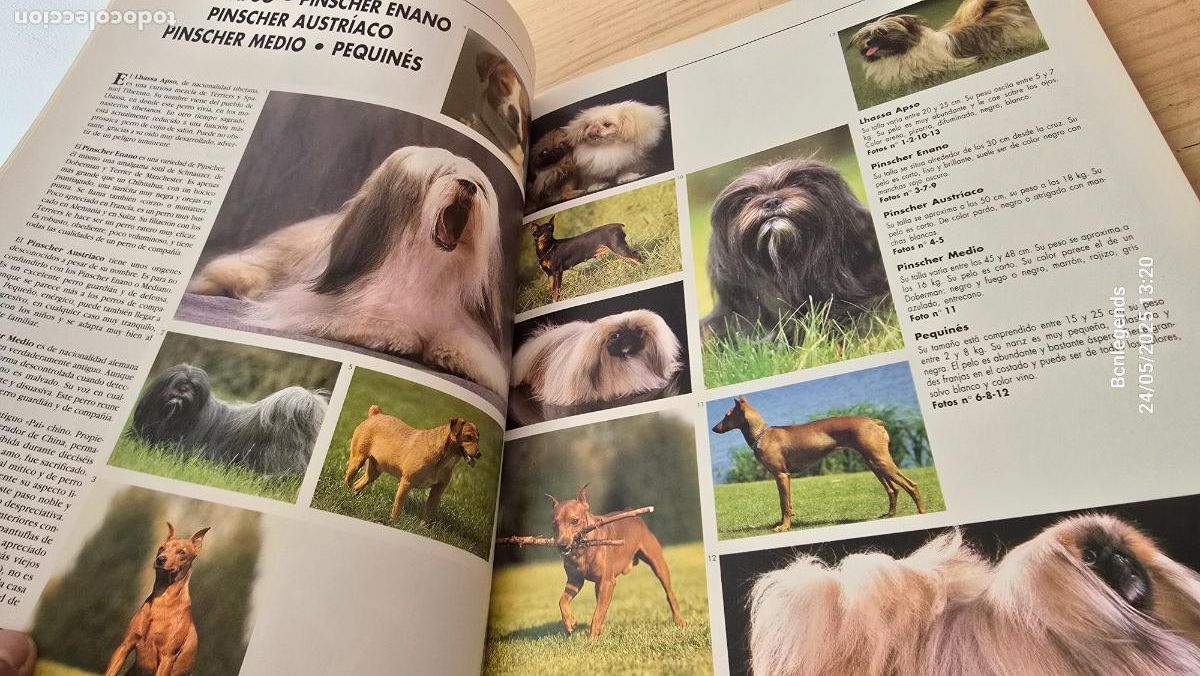 Libros de segunda mano: 1000 IMAGENES DE PERROS LIBRO IBERLIBRO SE - Foto 2