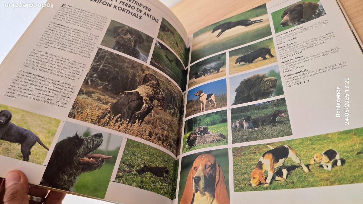 Libros de segunda mano: 1000 IMAGENES DE PERROS LIBRO IBERLIBRO SE - Foto 3