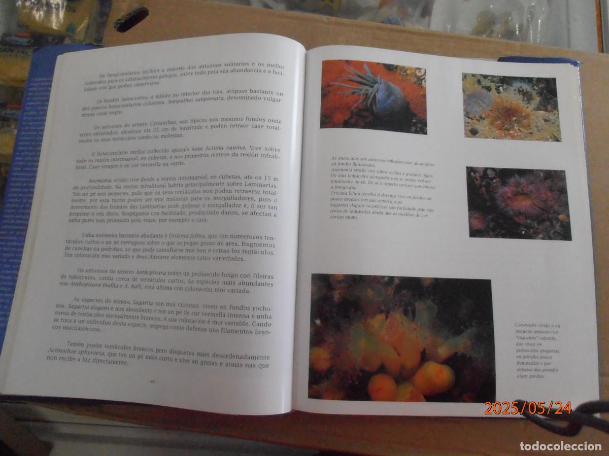 Libros de segunda mano: Galicia Submarina - Ediciones Lea - Foto 4