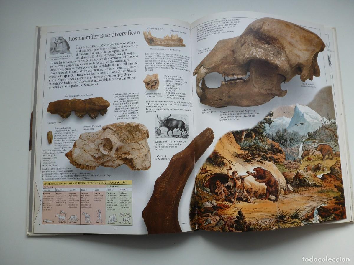 Libros de segunda mano: LOS MAM&Iacute;FEROS. BIBLIOTECA VISUAL ALTEA. - Foto 8