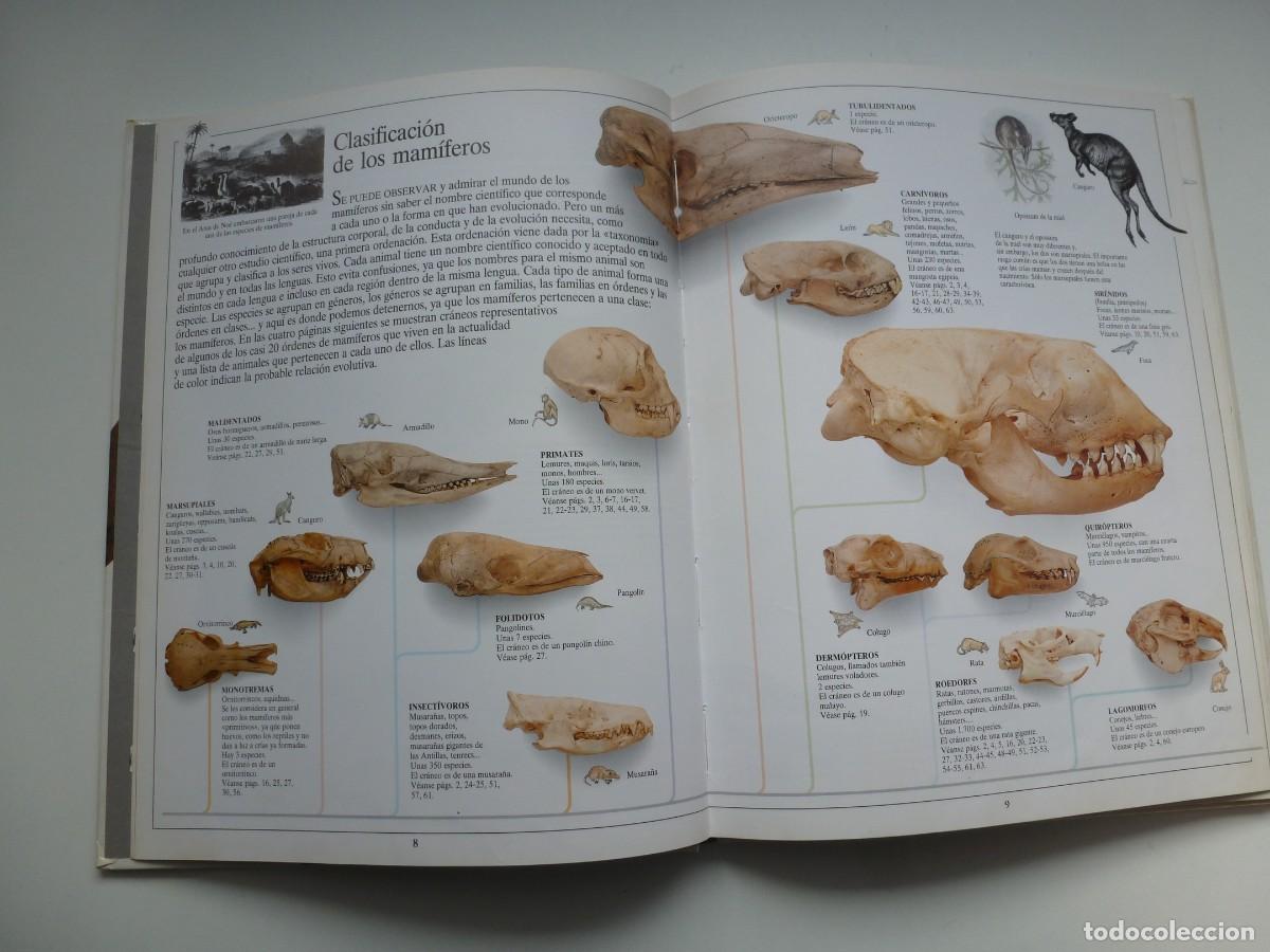 Libros de segunda mano: LOS MAM&Iacute;FEROS. BIBLIOTECA VISUAL ALTEA. - Foto 9