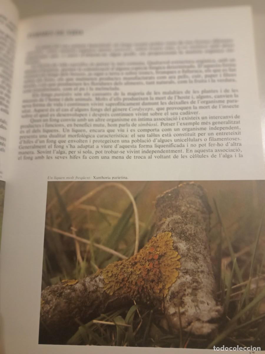 Libros de segunda mano: El llibre dels bolets - Foto 5