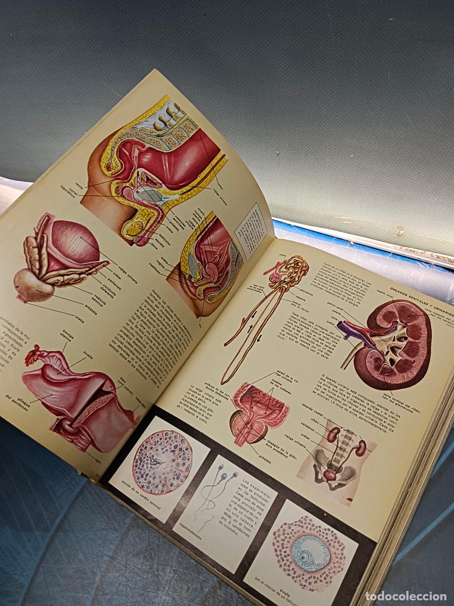 Libros de segunda mano: libro, EL HOMBRE. FOCUS. EDITORIAL ARGOS 1966 - Foto 10