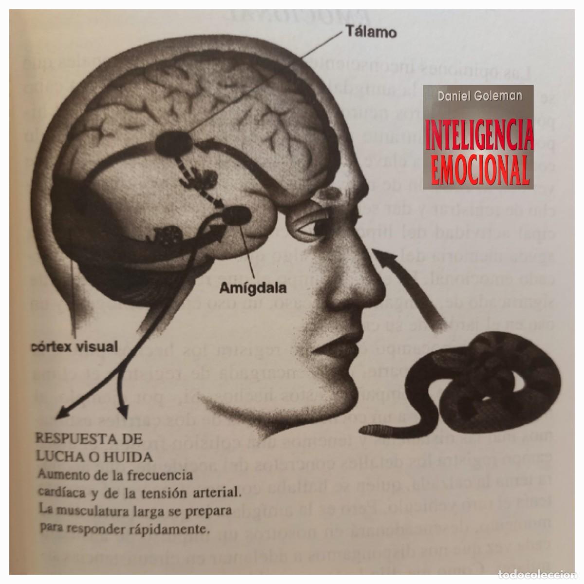 Libros de segunda mano: MITICO LIBRO DE D. GOLEMANN C&Oacute;MO GESTIONAR INTELIGENTEMENTE LAS EMOCIONES