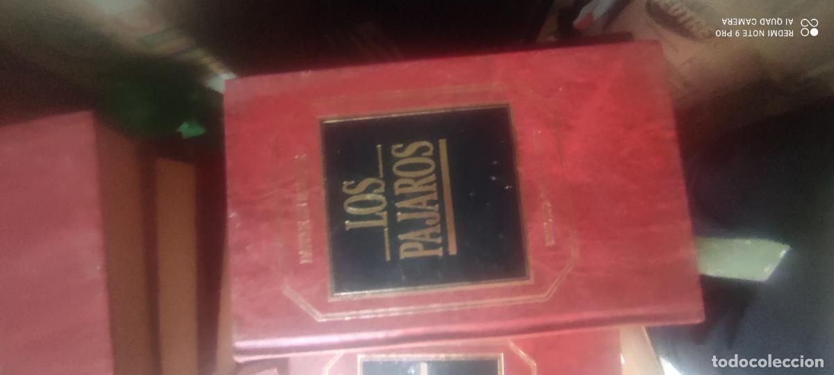 Libros de segunda mano: Los p&aacute;jaros Grandes &eacute;xitos Orbis