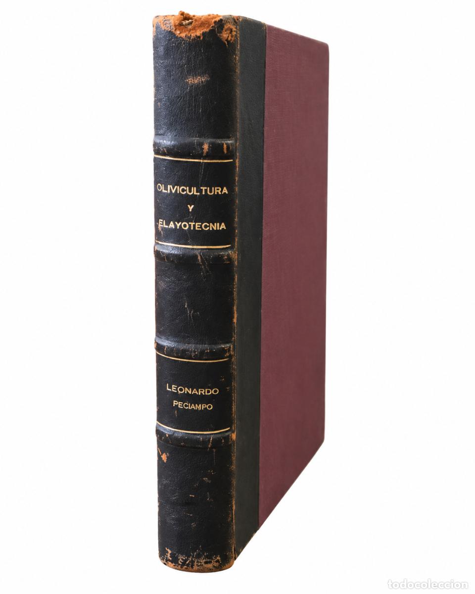 Libros de segunda mano: LEONARDO PECIAMPO &ndash; OLIVICULTURA Y ELAYOTECNIA &ndash; s/e &ndash; s/f &ndash; LM