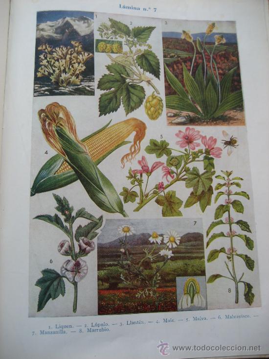 Libros de segunda mano: Plantas Medicinales. Dr. Vander. 1955. - Foto 3