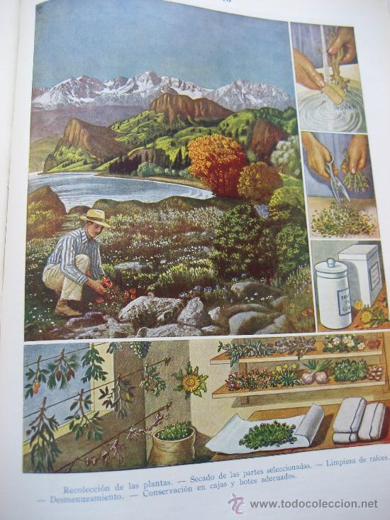 Libros de segunda mano: Plantas Medicinales. Dr. Vander. 1955. - Foto 6