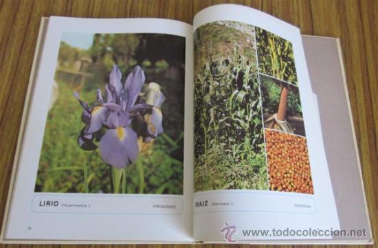 Libros de segunda mano: HIERBAS MEDICINALES - Foto 3