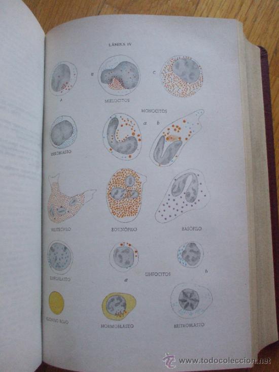 Libros de segunda mano: FISIOLOGIA APLICADA, Samson Wright, 4 edicion 1944 - Foto 3