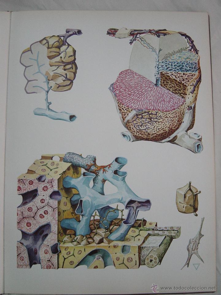 Libros de segunda mano: Histolog&iacute;a Pl&aacute;stica. A&ntilde;o 1967 - Foto 1