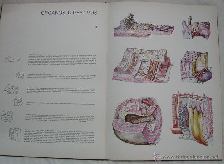 Libros de segunda mano: Histolog&iacute;a Pl&aacute;stica. A&ntilde;o 1967 - Foto 3