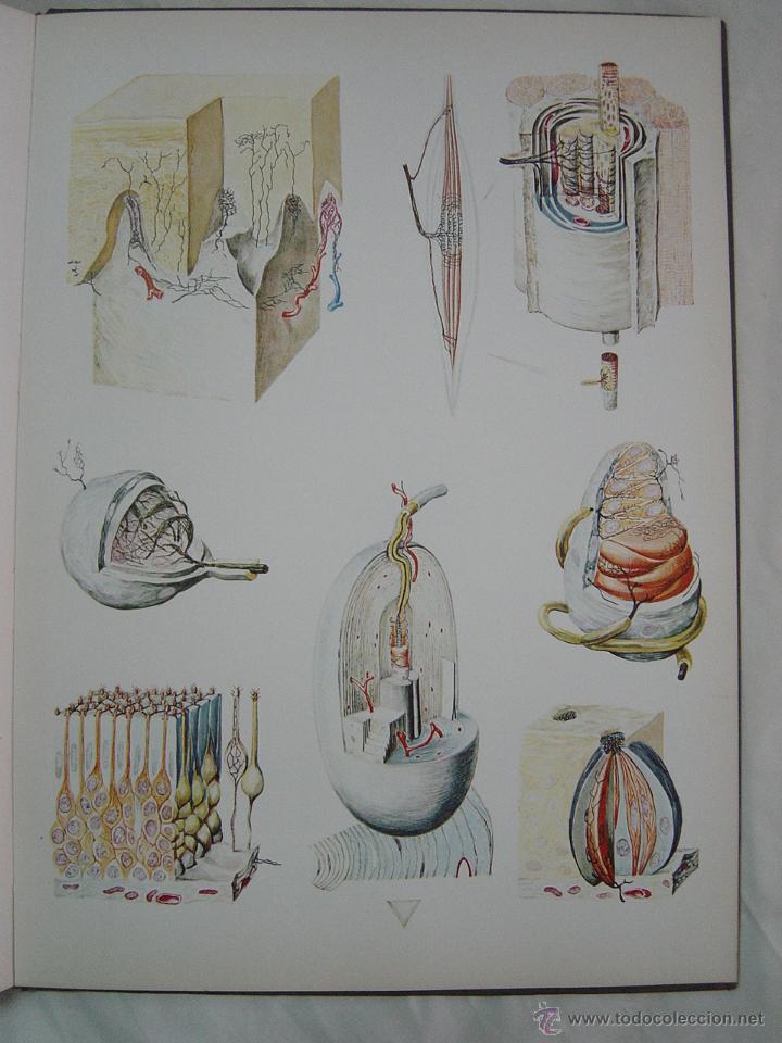 Libros de segunda mano: Histolog&iacute;a Pl&aacute;stica. A&ntilde;o 1967 - Foto 5