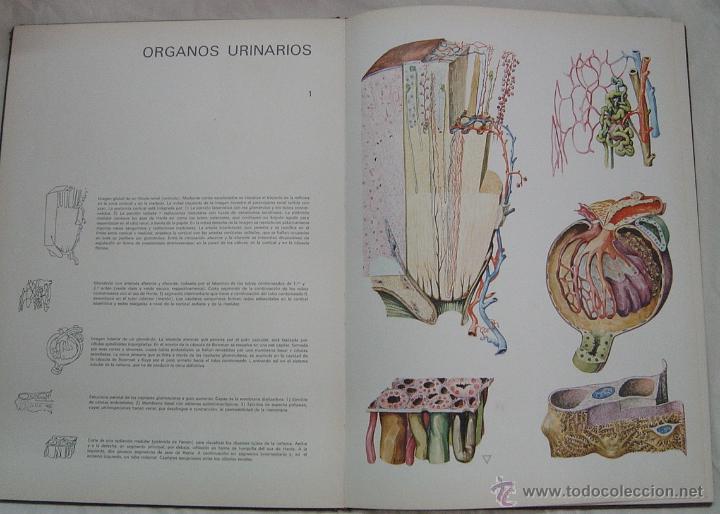 Libros de segunda mano: Histolog&iacute;a Pl&aacute;stica. A&ntilde;o 1967 - Foto 6