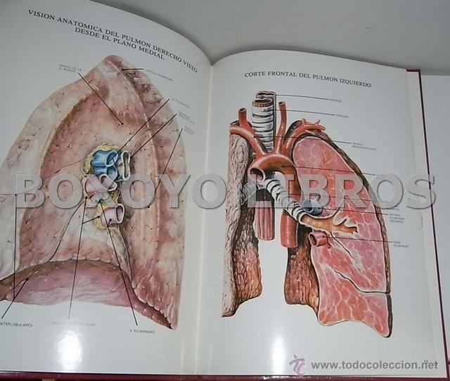 Libros de segunda mano: L&aacute;minas de Anatom&iacute;a. Aparato respiratorio - Foto 2