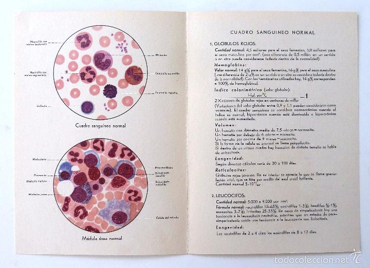 Libros de segunda mano: LAMINAS HEMATOLOGICAS. LABORATORIOS ROCHE. 15 LAMINAS. - Foto 6