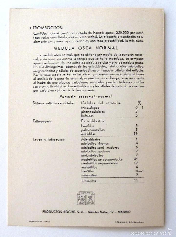 Libros de segunda mano: LAMINAS HEMATOLOGICAS. LABORATORIOS ROCHE. 15 LAMINAS. - Foto 7