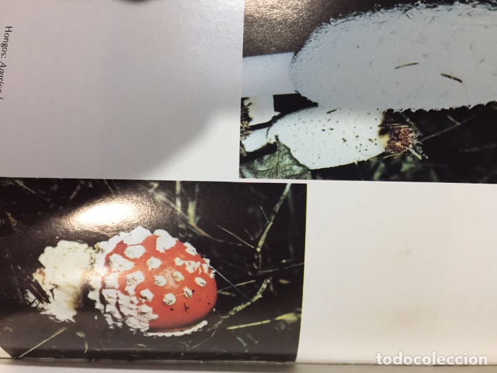 Libros de segunda mano: Gu&iacute;a de medicina natural - Foto 10
