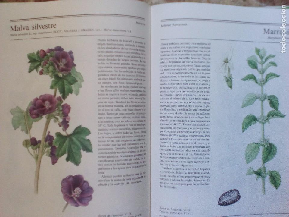Libros de segunda mano: El gran libro de las plantas medicinales - Foto 3