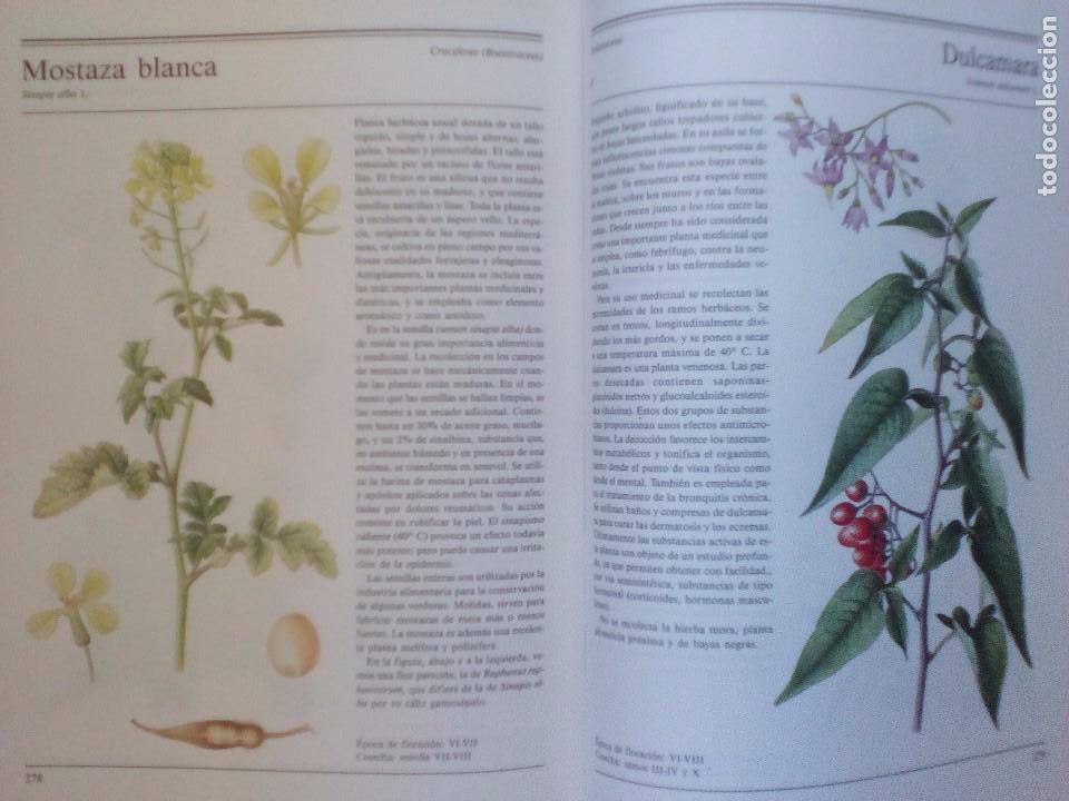Libros de segunda mano: El gran libro de las plantas medicinales - Foto 4