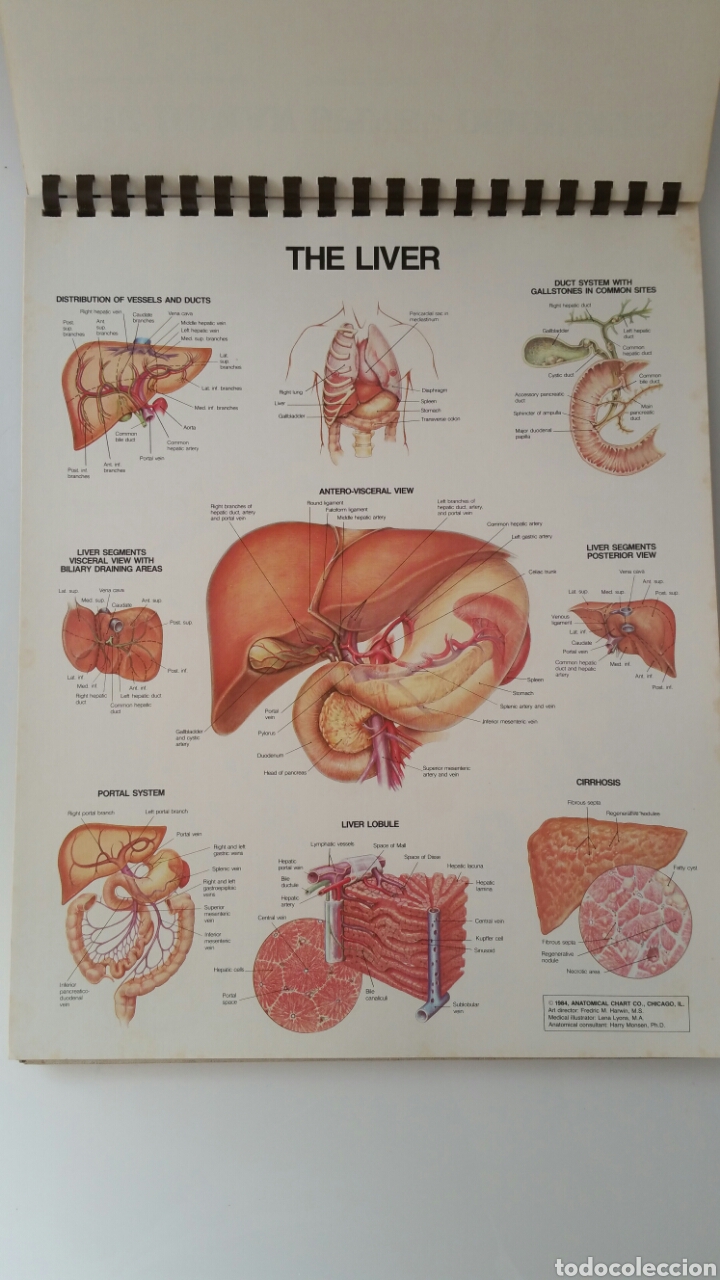 Anatomical Chart Series