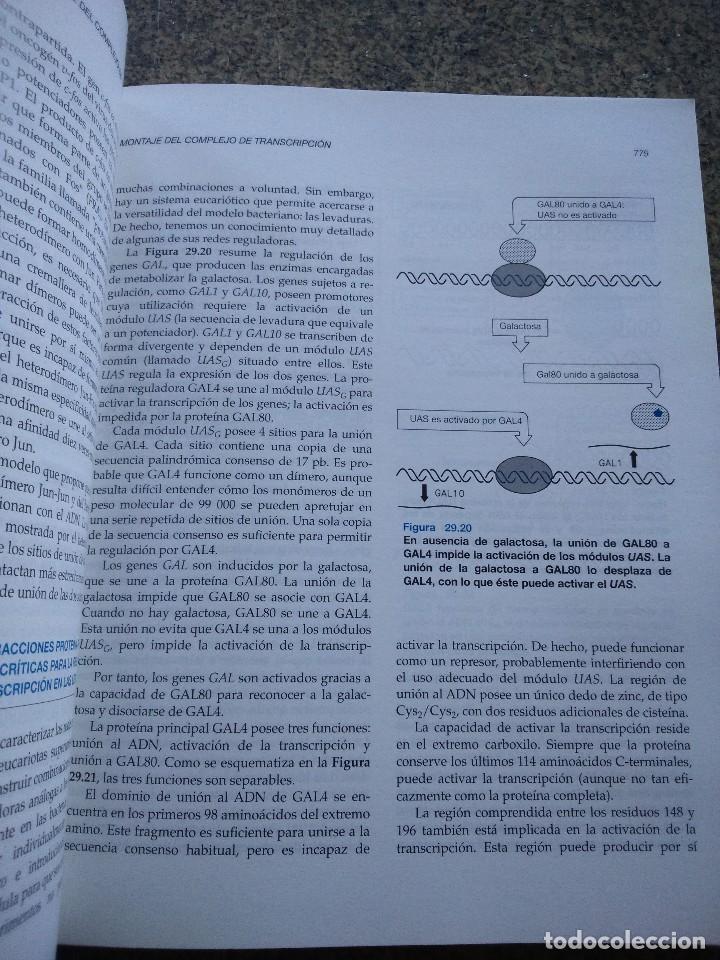 Libros de segunda mano: GENES -- BENJAMIN LEWIN -- 2&ordf; EDICION -- EDITORIAL REVERTE 1994 -- - Foto 2