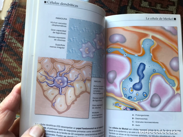 Libros de segunda mano: La piel. Miniatlas. Como nuevo - Foto 4