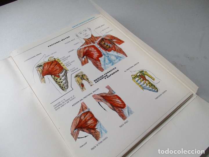 Livres d'occasion: ATLAS MUSCULAR ASCORBAMINA, SON 16 L&Aacute;MINAS CON CARPETA.- 27 X 21 CM.-1981