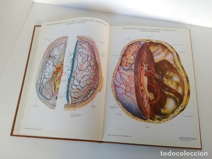 Libros de segunda mano: Libro l&aacute;mina de anatom&iacute;a - Foto 2
