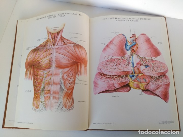 Libros de segunda mano: Libro l&aacute;mina de anatom&iacute;a - Foto 3