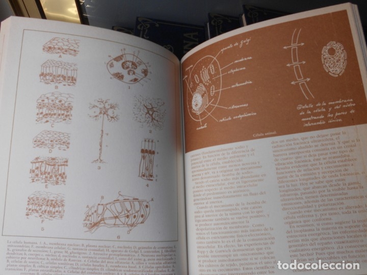 Libros de segunda mano: MEDICINA NATURAL. 8 TOMOS - Foto 27