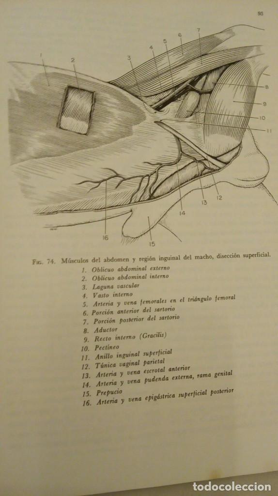 veterinaria disección del perro - Comprar Libros de medicina, farmacia ...