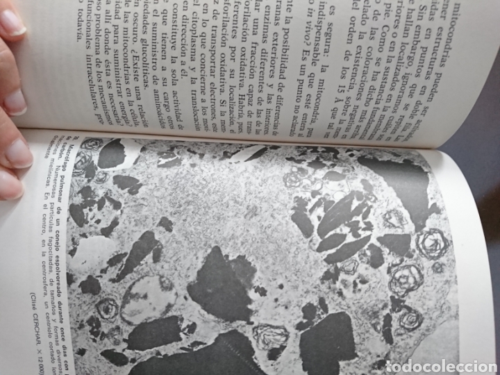 Libros de segunda mano: C&eacute;lulas vivas y poblaciones celulares - Foto 3