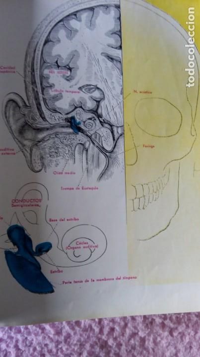Libros de segunda mano: libro m&eacute;dico farmacia - Foto 6